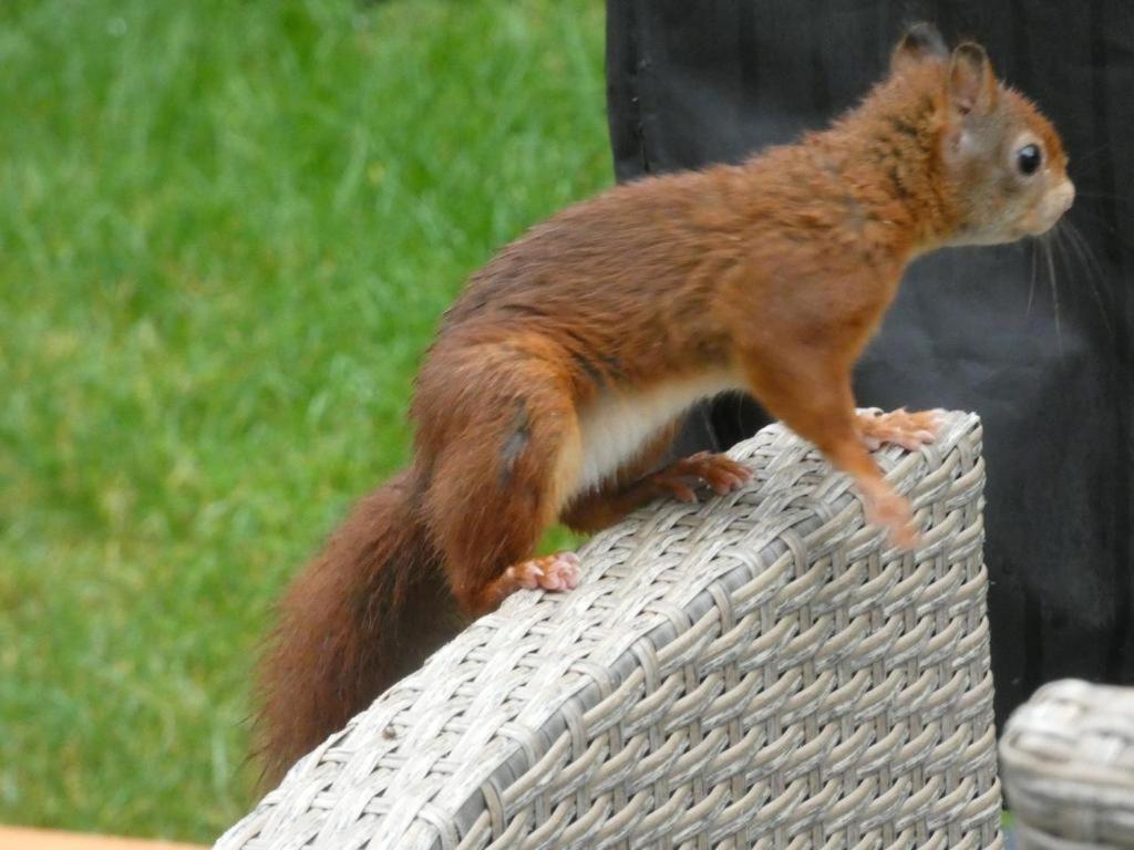 Veluwepark Reewold #Chalet Buizerd# Tussen Het Bosrijke Putten En Garderen Exterior foto